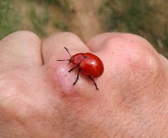 Leptinotarsa rubiginosa