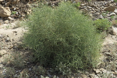 Ochradenus aucheri