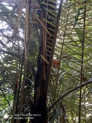 Arenga pinnata
