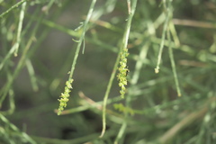Ochradenus aucheri