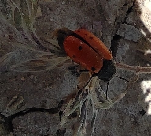Lachnaia tristigma