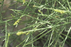 Ochradenus aucheri
