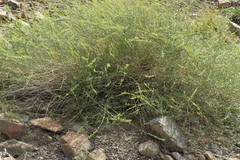 Ochradenus aucheri