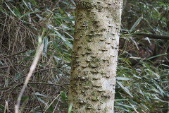 Zanthoxylum ailanthoides