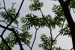 Zanthoxylum ailanthoides