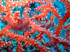 Astrogorgia dumbea