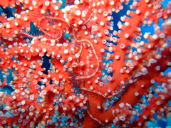 Astrogorgia dumbea