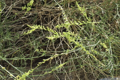 Ochradenus aucheri