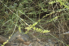 Ochradenus aucheri