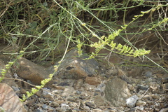 Ochradenus aucheri