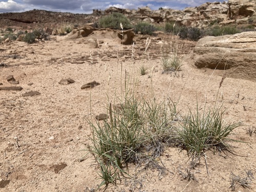 James' galleta (Pleuraphis jamesii)