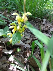 Lamium galeobdolon