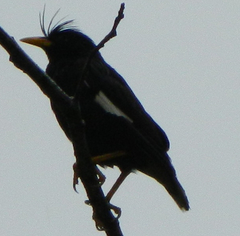 Acridotheres grandis