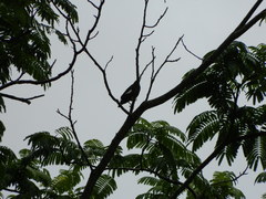 Acridotheres grandis