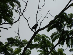 Acridotheres grandis