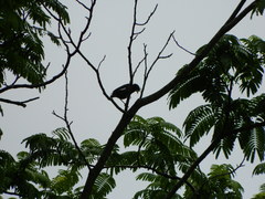 Acridotheres grandis