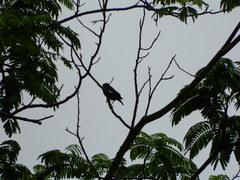 Acridotheres grandis