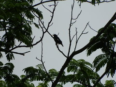 Acridotheres grandis