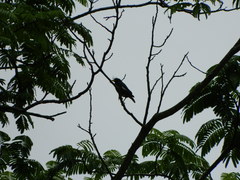 Acridotheres grandis