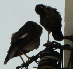 Acridotheres tristis