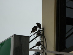 Acridotheres tristis