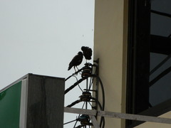 Acridotheres tristis