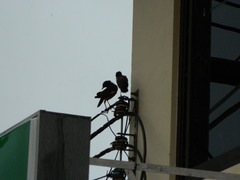 Acridotheres tristis