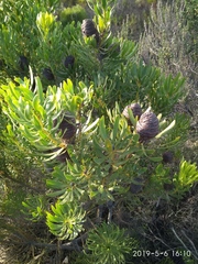 Leucadendron platyspermum