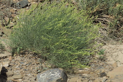 Ochradenus aucheri