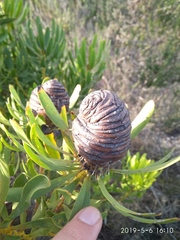 Leucadendron platyspermum