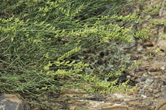 Ochradenus aucheri