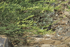 Ochradenus aucheri