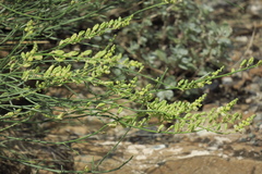 Ochradenus aucheri