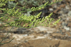 Ochradenus aucheri