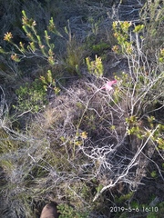 Gladiolus meridionalis