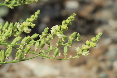 Ochradenus aucheri
