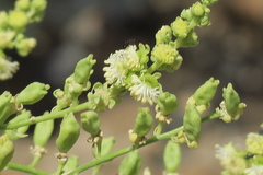 Ochradenus aucheri