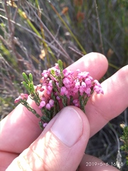 Erica rhopalantha