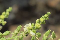 Ochradenus aucheri