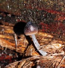 Mycena nargan