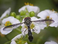 Pelecinobaccha costata
