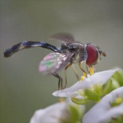 Pelecinobaccha costata