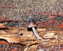 Mycena nargan