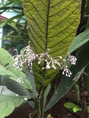 Ardisia silvestris