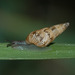 尖小釘蝸牛 - Photo 由 Rolf Lawrenz 所上傳的 (c) Rolf Lawrenz，保留部份權利CC BY
