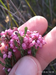 Erica rhopalantha