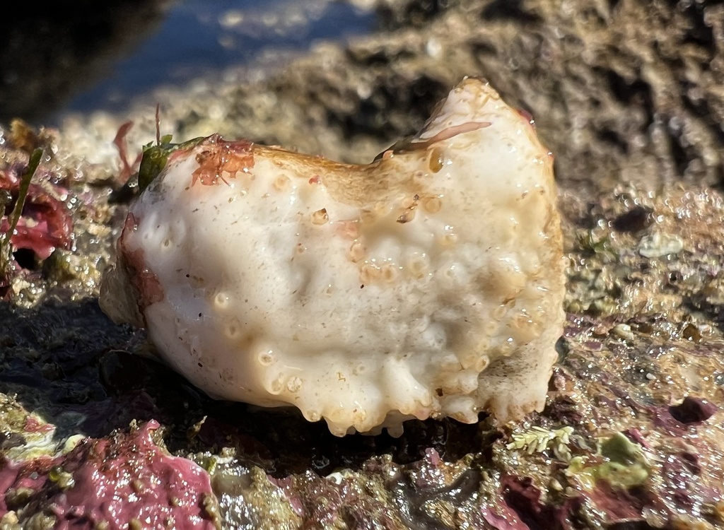 Pseudocnus koellikeri