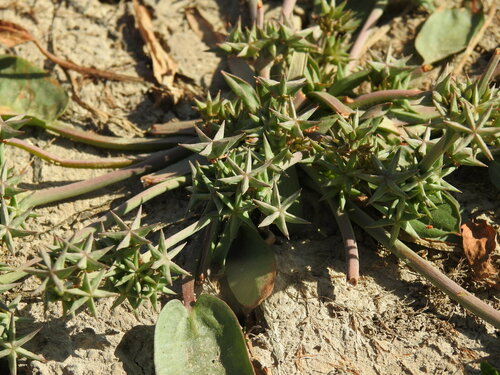 Image of Damasonium bourgaei by (c) Duarte Frade, some rights reserved (CC BY)