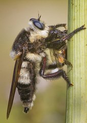 Mallophora bomboides