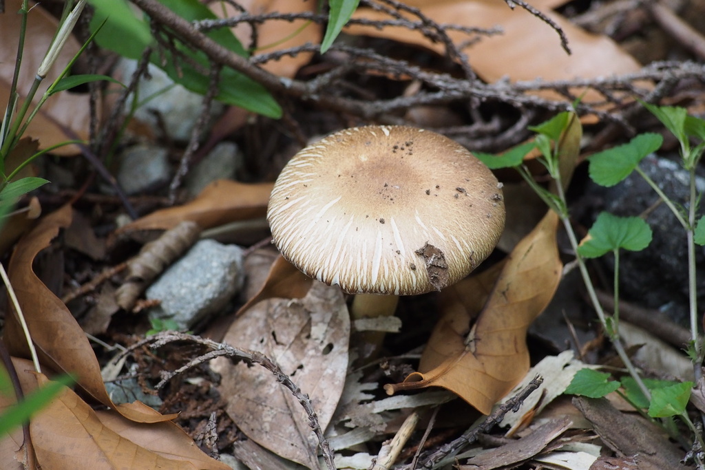Stropharia rugosoannulata · May 2016 · photo: © harumkoh (iNaturalist, cc-by)